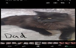 Norwegian Forest Cat cats for sale: Norwegian forest mixed tabby - Image 32