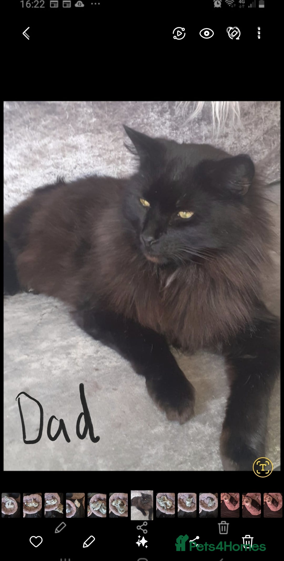 Norwegian Forest Cat cats for sale: Norwegian forest mixed tabby - Image 32