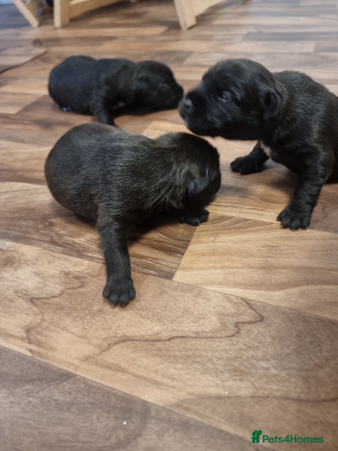 Patterdale Terrier dogs for sale: Patterdale puppies. - Advert 7