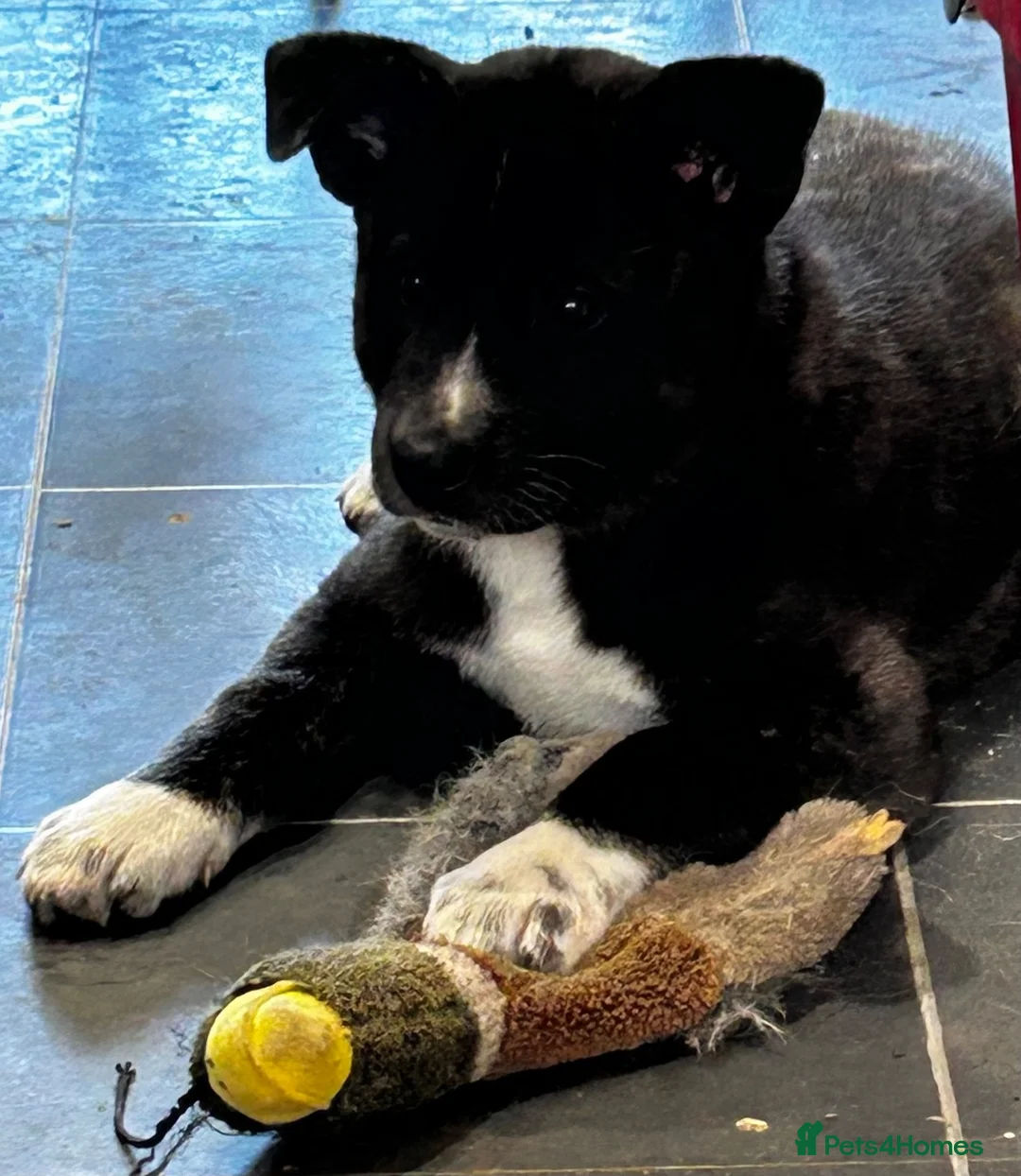 Akita dogs for sale: 14 week old American Akita for sale - Advert 5