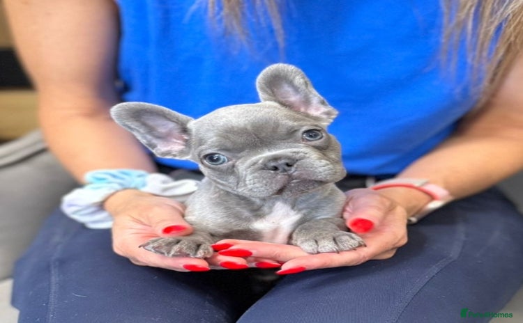 French Bulldog dogs - Advert 17