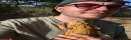 Bearded Dragon reptiles for sale: 3 year old male bearded dragon - Advert 1