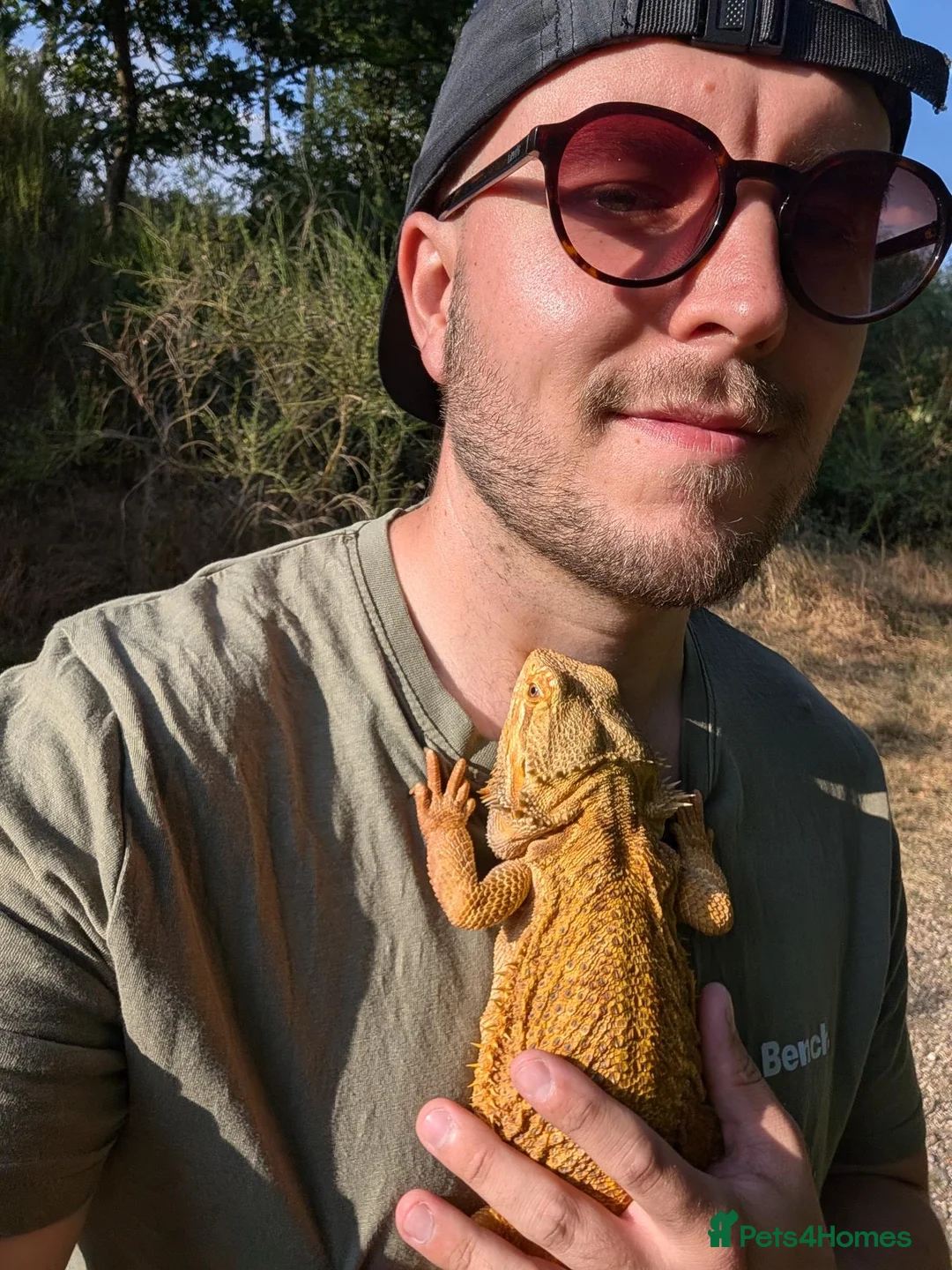 Bearded Dragon reptiles for sale: 3 year old male bearded dragon - Advert 1