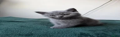 Kitten 4