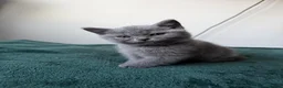 British Shorthair cats for sale: Four Gorgeous British Shorthair Kittens - Advert 8