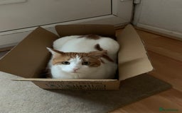British Shorthair cats for sale: Three years cat  - Image 8
