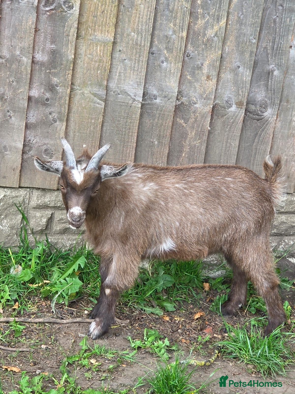 Goats livestock Dwarf Goat Male kid - Advert 3