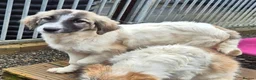 Mixed Breed dogs for adoption: Lola, Lena, Luna and Lyra  - Advert 12
