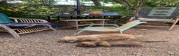 Dachshund dogs for sale: Ready now top quality KC Reg - Advert 10
