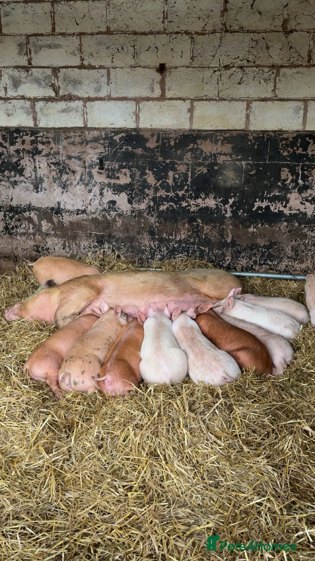 Pig livestock for sale: Pigs large white x Tamworth Weaner pigs  in Stafford - Advert 1