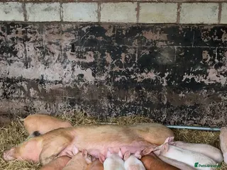 Pig livestock Pigs large white x Tamworth Weaner pigs in Stafford - Advert 1