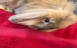 Lionhead rabbits for sale: Female rabbit  - Image 3