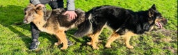 German Shepherd dogs for stud: German Shepherd Stud Long Coat straight back in Slough - Advert 12