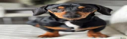 Dachshund dogs for sale: Beautiful miniature daschund puppies - Advert 8