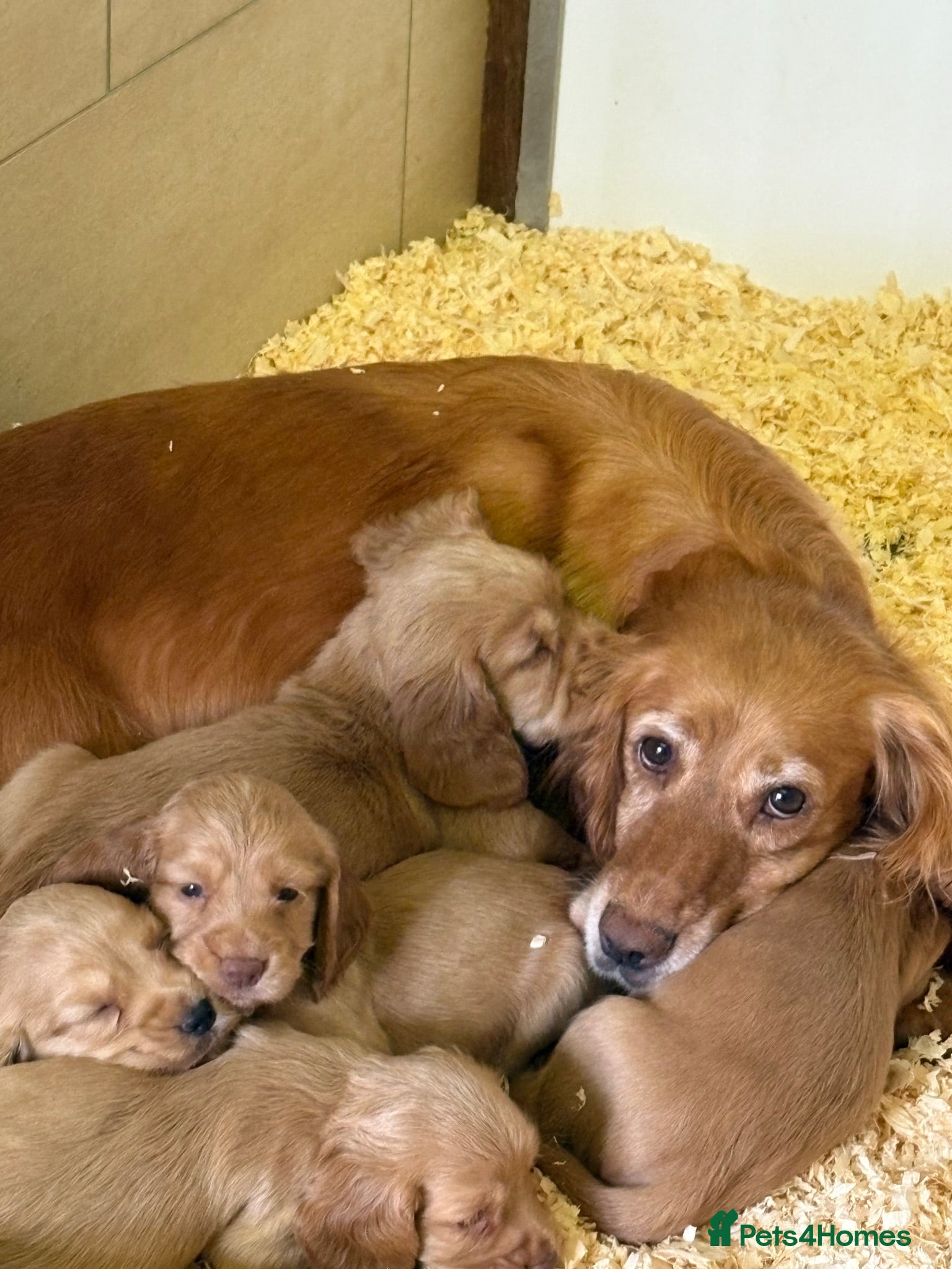 Cocker Spaniel dogs Gorgeous Golden Working Cocker Spaniels - Advert 2