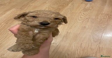 Cockapoo dogs - Advert 10