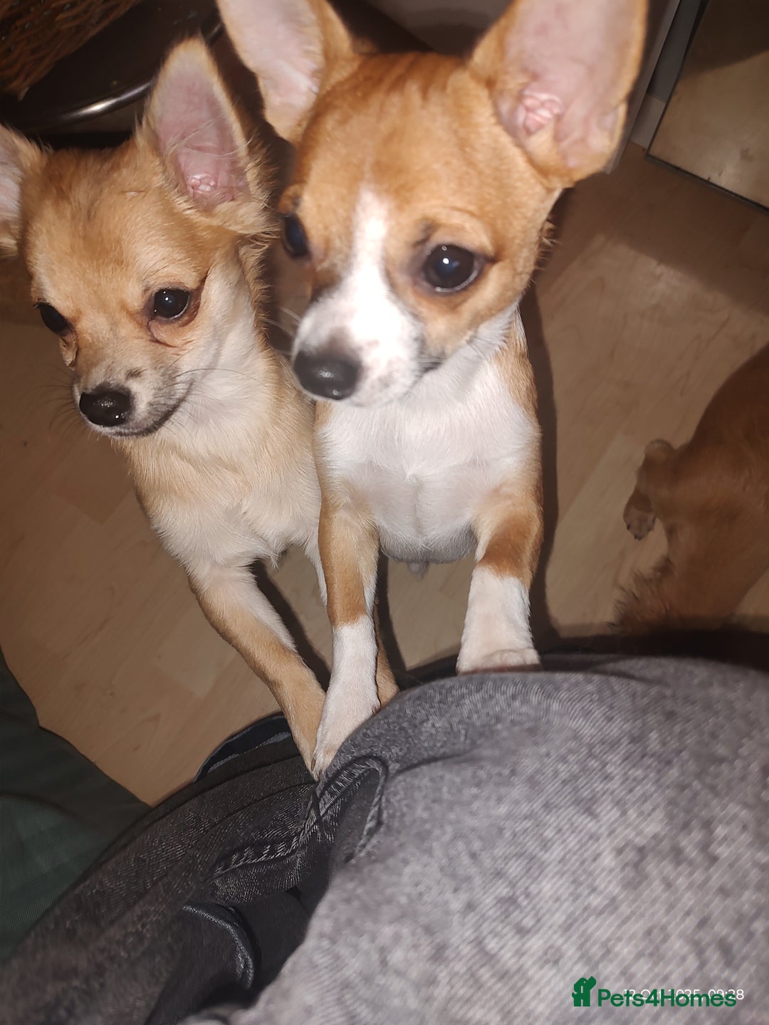 Chihuahua dogs for sale: Adorable Loving hand reared ready now Chihuahuas - Image 35