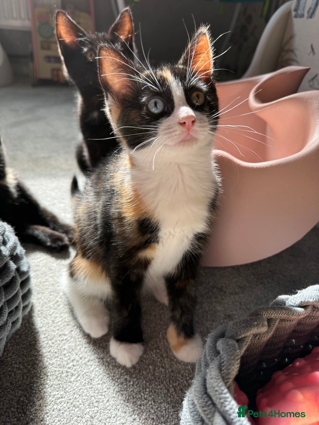 RagaMuffin cats for sale: Ragamuffin kittens  - Image 36