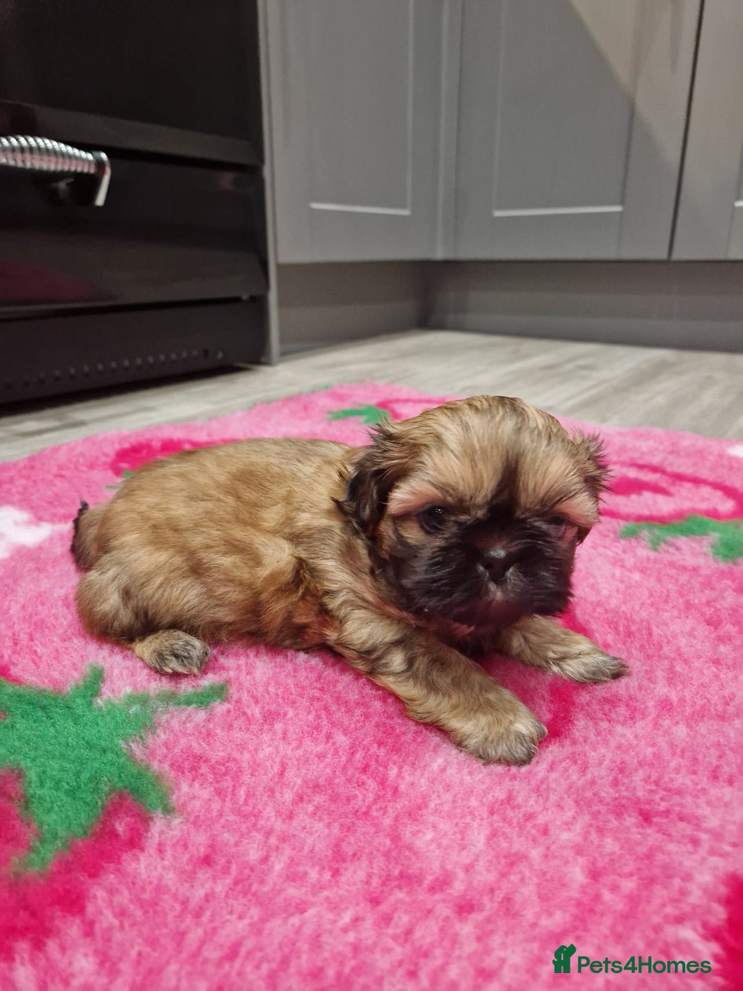 Shih Tzu dogs for sale: Shih Tzu Puppies - Advert 16