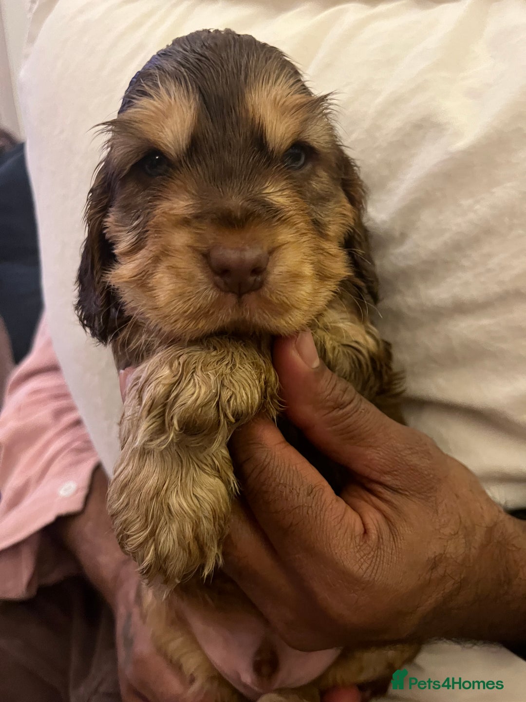 Cocker Spaniel dogs for sale: Adorable show type cocker spaniel pups - Advert 29