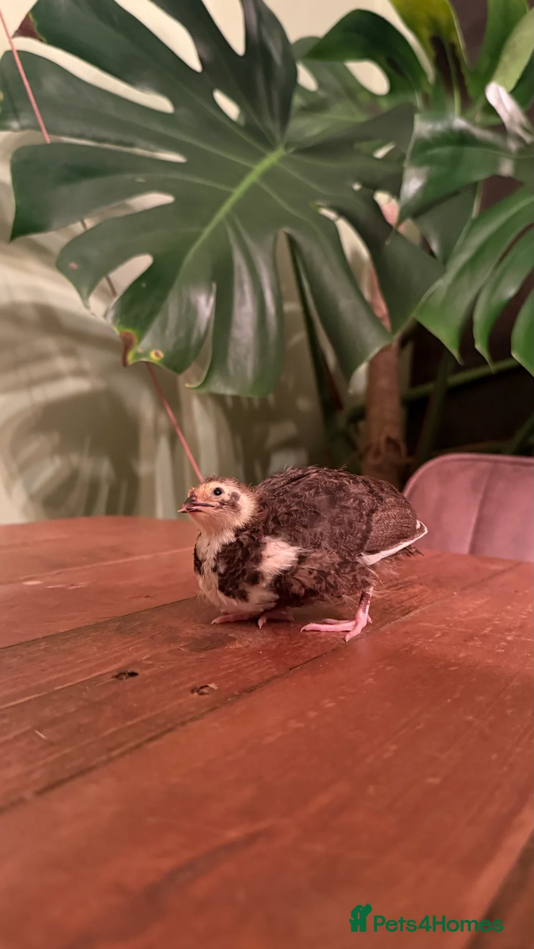 Quail poultry for sale: 🩵Celadon Coturnix quail chicks 💙 - Advert 6