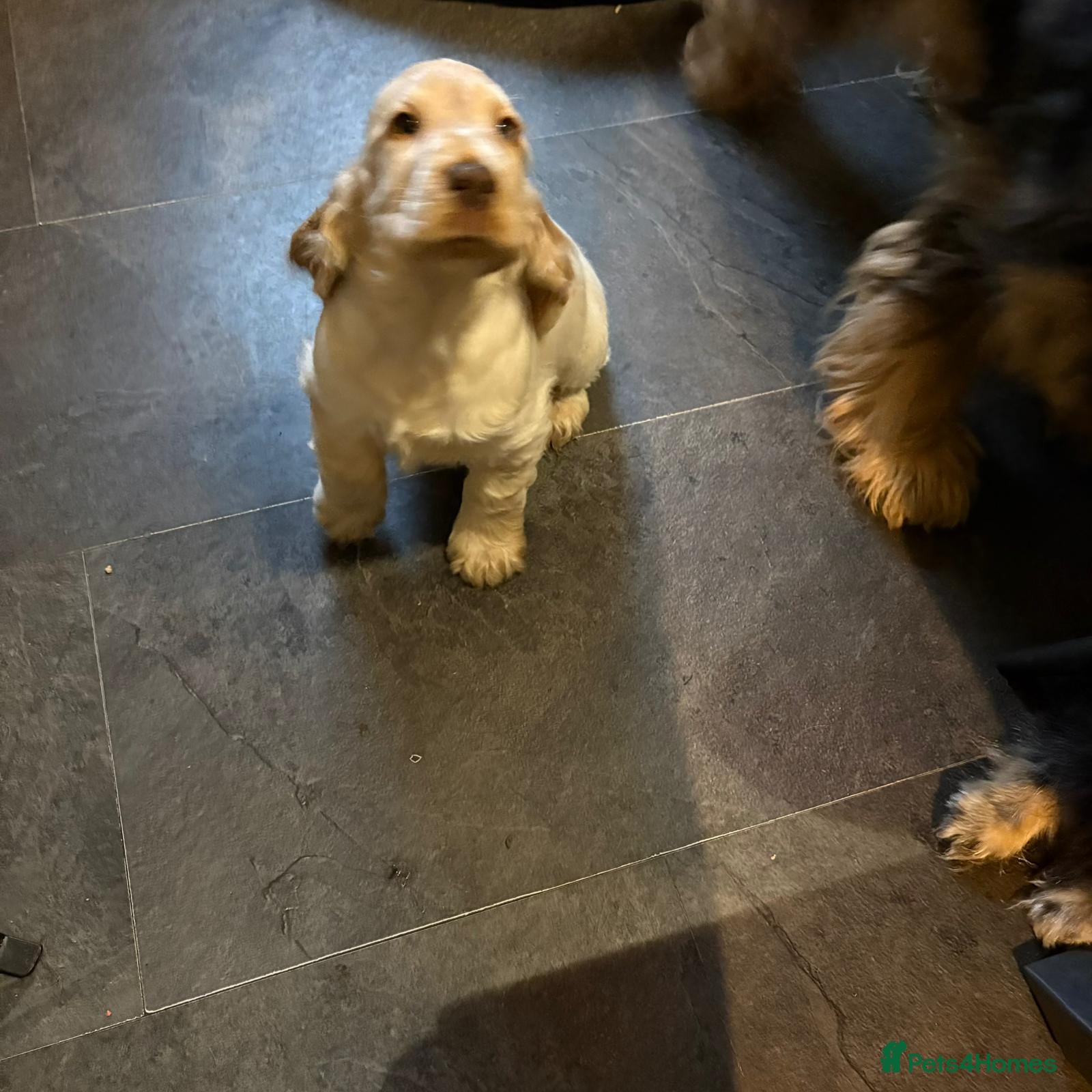 Cocker Spaniel dogs Show cocker spaniel pups ready now  - Advert 3