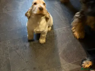 Cocker Spaniel dogs Show cocker spaniel pups ready now - Advert 3