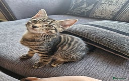 Mixed Breed cats for sale: 2 Tabby kittens  - Image 4