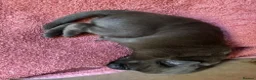 Labrador Retriever dogs for sale: Beautiful Chocolate Labradors in Linlithgow - Advert 7