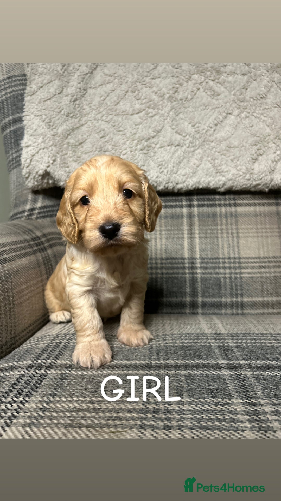 Cockapoo dogs for sale: F2 Cockapoos  - Advert 5