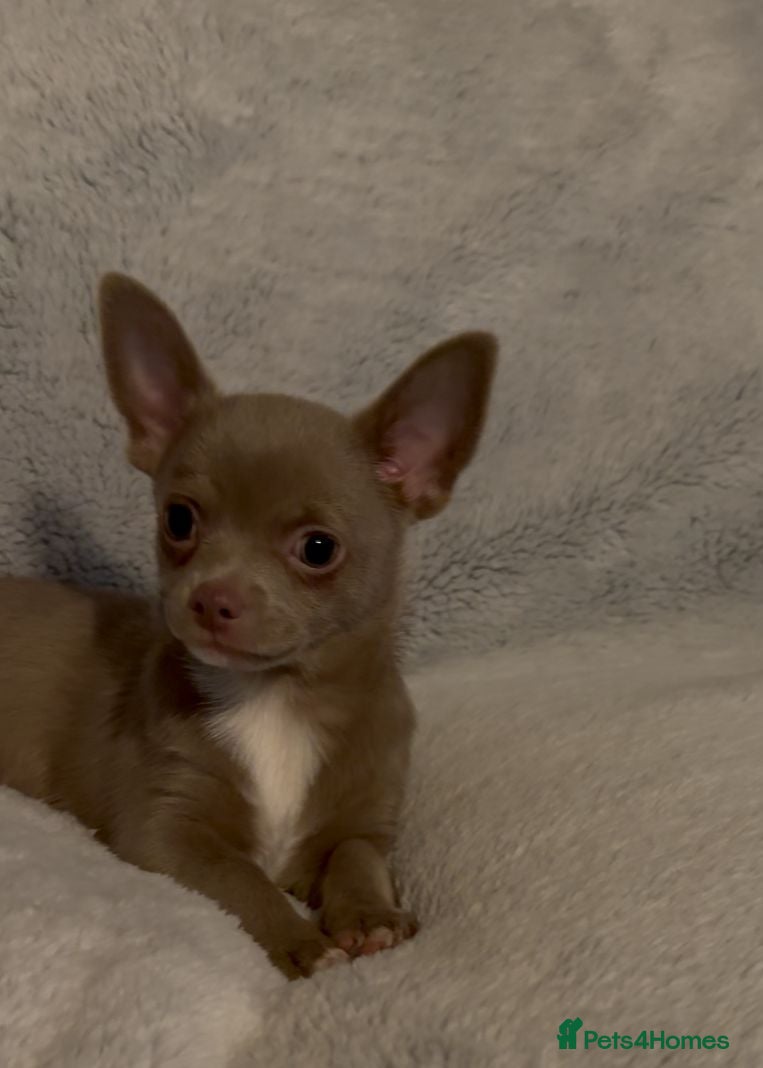Chihuahua dogs chihuahuas smooth coat  £1000 !! boys ready now - Advert 2