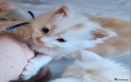 Maine Coon cats for sale: Beautiful Fluffy Maine Coon Kittens - Image 10