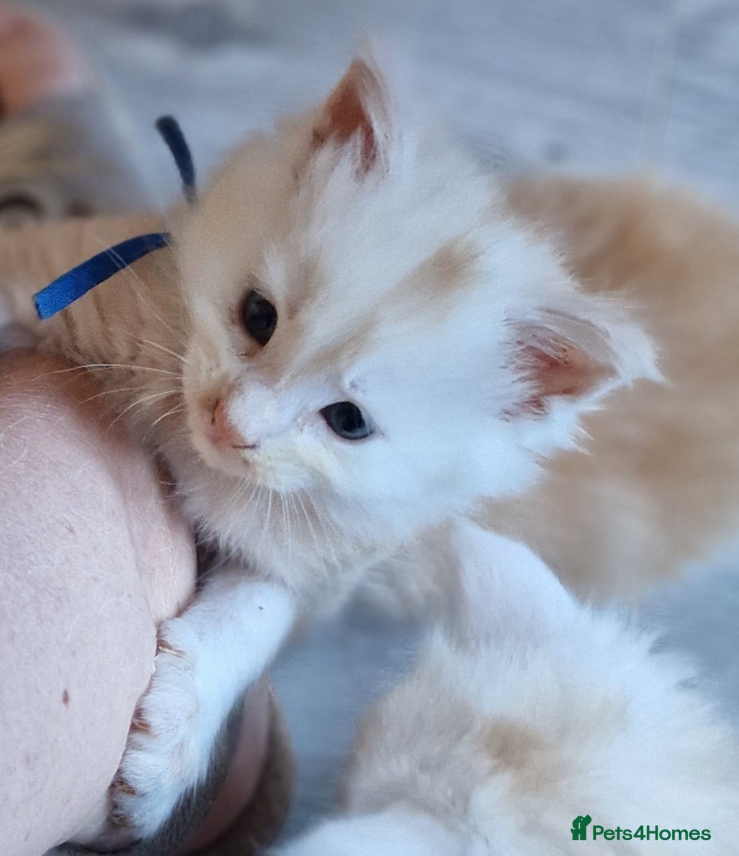 Maine Coon cats for sale: Beautiful Fluffy Maine Coon Kittens - Image 10