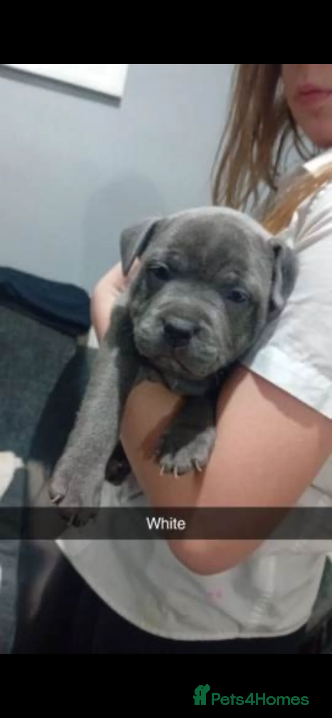 Staffordshire Bull Terrier dogs for sale: Stunning 100% Outstanding Staffy Puppies  - Advert 27
