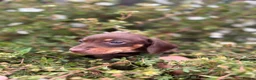 Dachshund dogs for sale: Beautiful litter of Dachshunds  - Advert 6