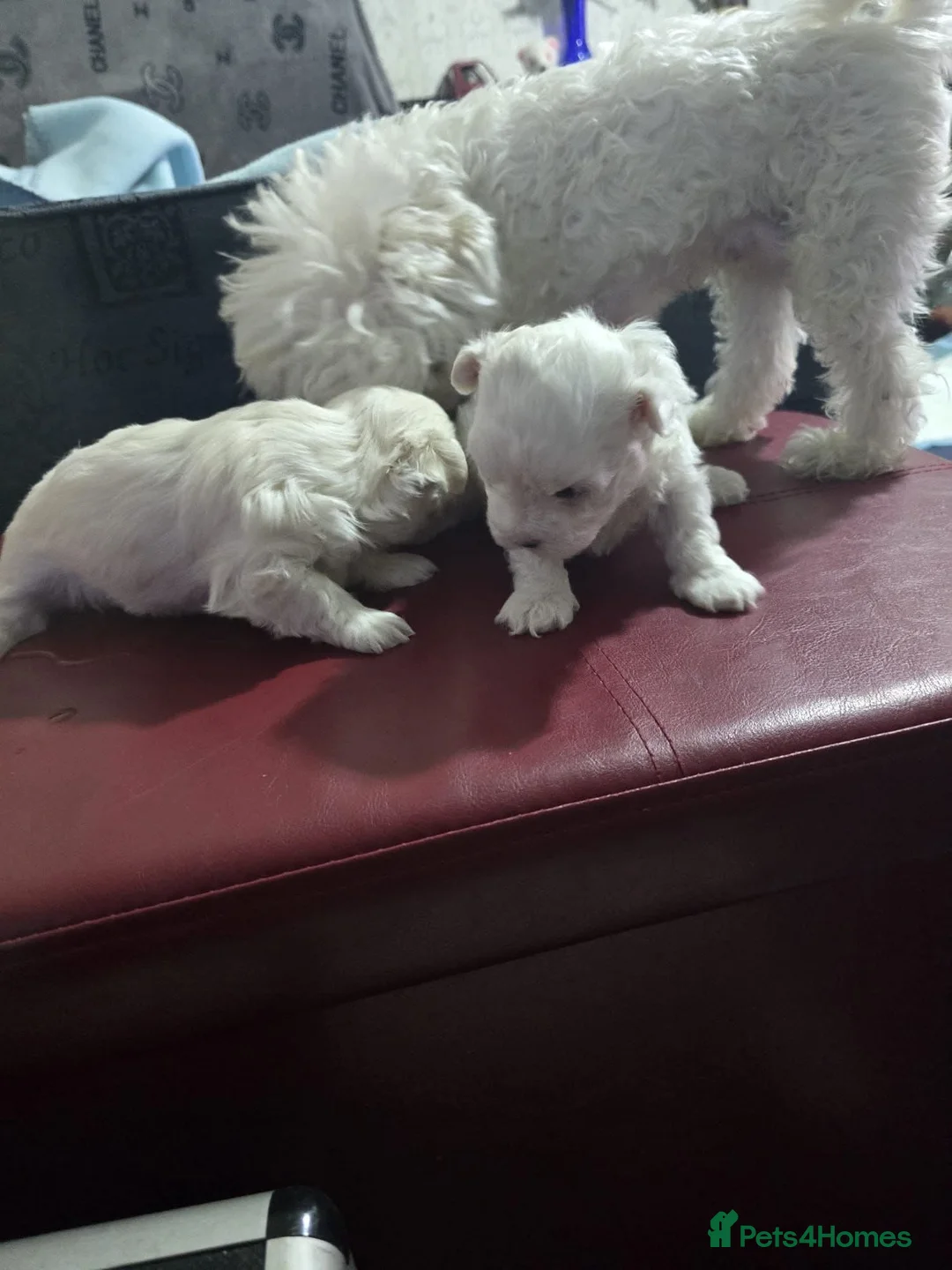 Maltese dogs for sale: Bishon Maltese Minitoy Pure - Advert 1