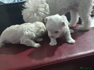 Maltese dogs Bishon Maltese Minitoy Pure - Advert 11