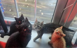 British Shorthair cats for sale: Glorious Pure BSH Kittens Ready Now! - Advert 8