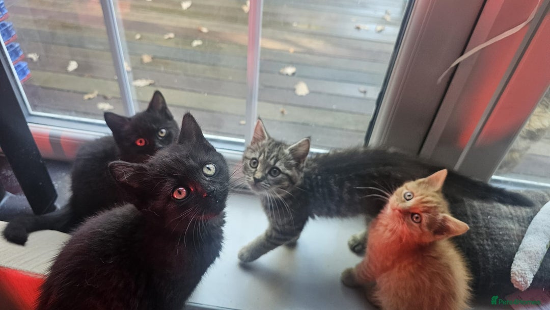 British Shorthair cats for sale: Glorious Pure BSH Kittens Ready Now! - Advert 8