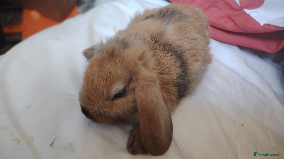 Mini Lop rabbits for sale: Mini Lops Male 6 Weeks Old Carterton, Oxford - Image 5