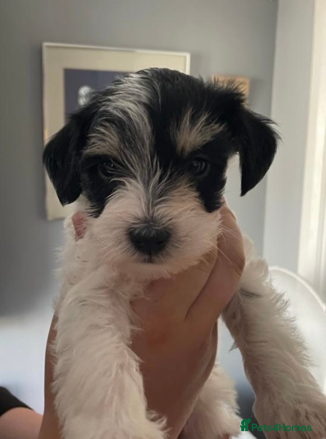 Poodle dogs for stud: Chocolate /White Miniature Schnauzer STUD BVA +MAC in Coventry - Advert 19