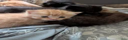 Mixed Breed cats for sale: Adorable Kittens Looking for Their Forever Homes - Advert 17
