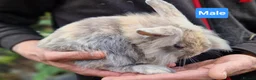 Mini Lion Lop rabbits for sale: Super Friendly Baby Lion Lops and Lop x Mini Rex   - Advert 7