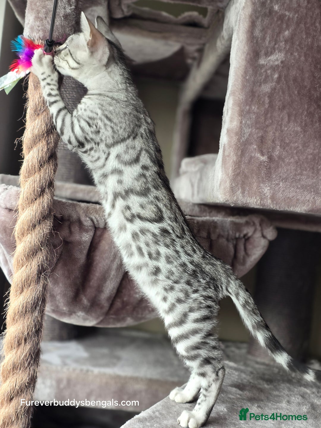Bengal cats for sale: Bengal Kitten 2 - Outstanding Silver Rosetted Tica Bengal Kittens  - Image 16