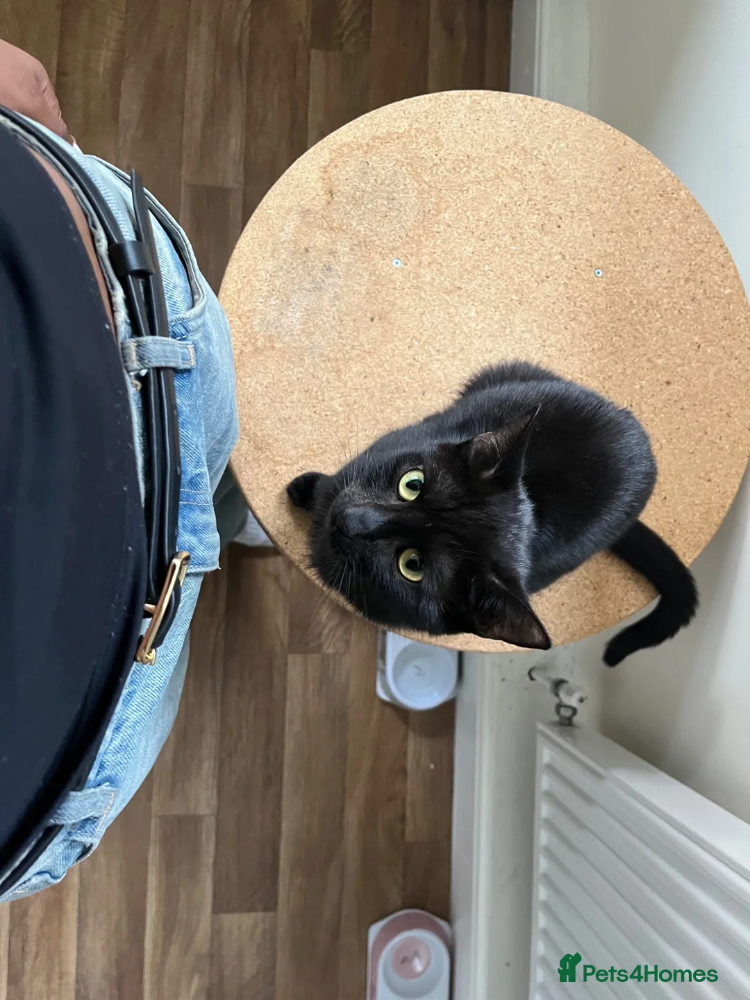 Mixed Breed cats for sale: My babies need forever homes  in Nottingham - Advert 2