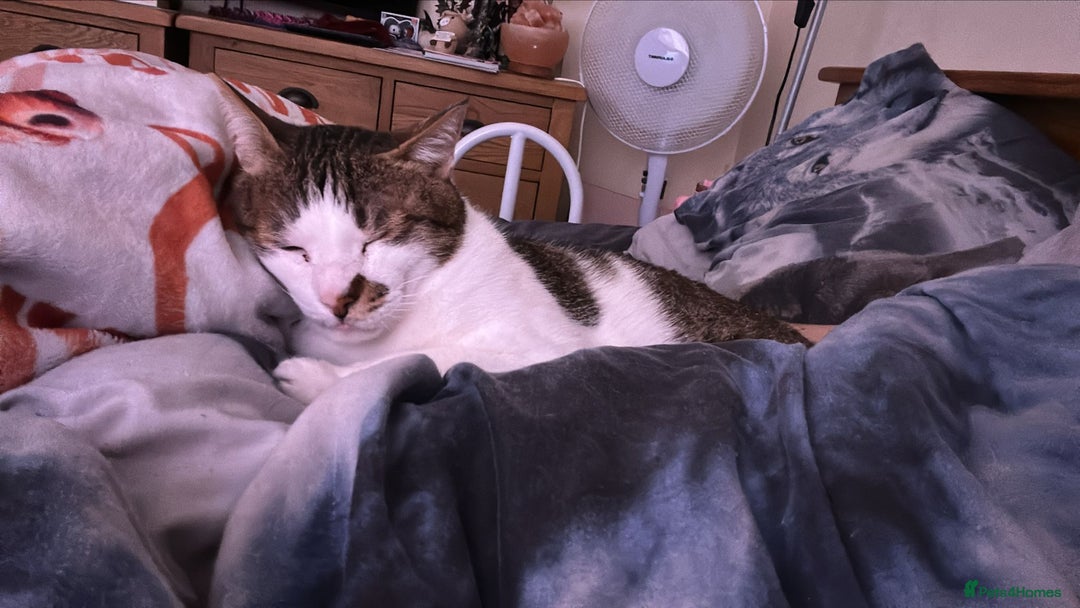 Mixed Breed cats for adoption: [Indoors only] Tom, Bryan, Ezzie: cuddliest boys - Image 22