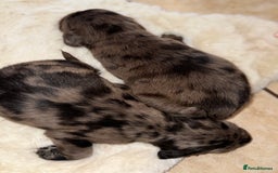 Mixed Breed dogs for sale: Merle sprocker x lurcher puppies  - Image 20