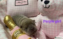 Chow Chow dogs for sale: 🩷🏆Stunning KC registered Chow Chow puppies🏆💙 - Image 9