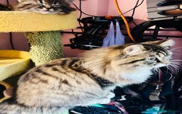 Scottish Fold cats for sale: Scotich fold long hair  - Image 4