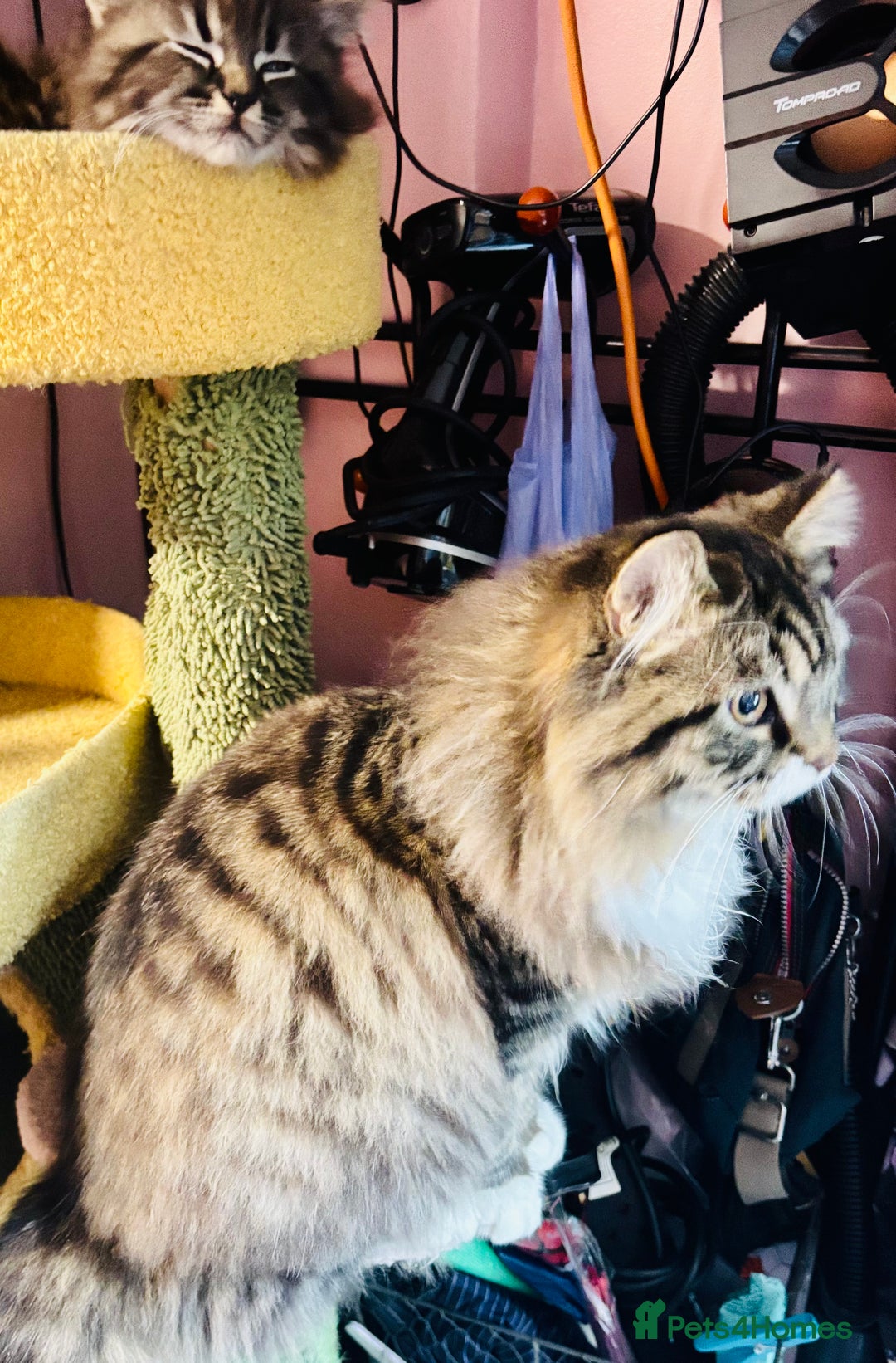 Scottish Fold cats for sale: Scotich fold long hair  - Image 4